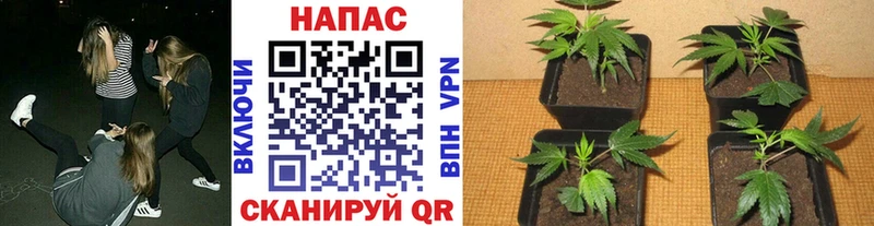 Бошки Шишки индика  Купить где  Дудинка 